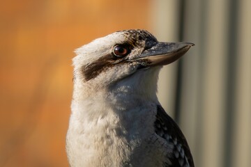 Portrait of a Laughing Kookaburra
