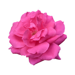 Pink rose flower isolated on transparent background
