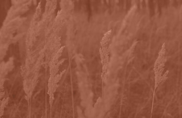Mocha Mousse grasses with spikelets of beige color close-up. Abstract natural background of soft plants monochrome color 2025.