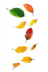 Obraz premium Colorful Fall foliage background. Seasonal theme for greeting card background.