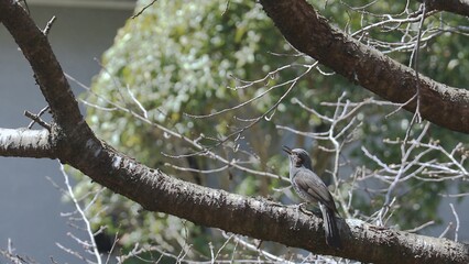 枝にとまって鳴くヒヨドリ