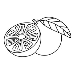 fresh whole and half orange fruit with leaves. Thin line illustration