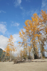 Fototapeta premium Kilby Park Campground during a fall season in Harrison Mills, British Columbia, Canada
