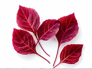 red leaf isolated on white