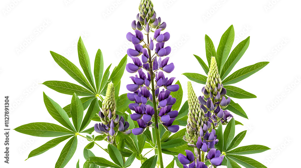 Wall mural Lupinus polyphyllus purple flowers and green leaves in a floral summer arrangement isolated on white or transparent background