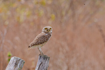 Coruja buraqueira (Athene cunicularia) em um tronco de árvore seco com um fundo marrom, olhando pra frente