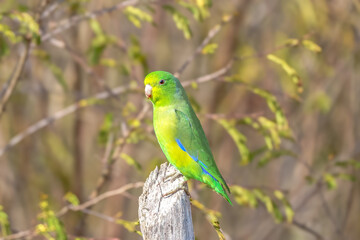 Tuim o menor pássaro da família dos periquitos e papagaios do brasil (Forpus xanthopterygius) em close up