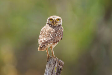 Coruja buraqueira (Athene cunicularia) pousada em um tronco de árvore, com um lindo fundo e marrom verde desfocado, olhando pra frente em close up