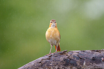 Casaca de couro amarelo (Furnarius leucopus) de frente sob um fundo verde desfocado com pingos de chuva pousada em um tronco de &aacute;rvore