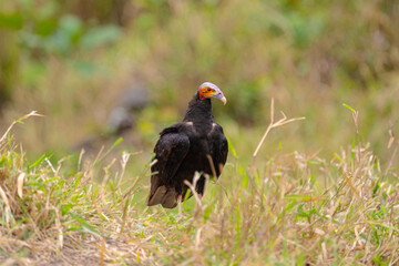 Urubu de cabeça amarela (Cathartes burrovianus) na grama, olhando para a direita