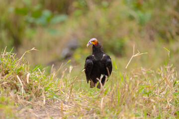 Urubu de cabeça amarela (Cathartes burrovianus) na grama, olhando para a esquerda