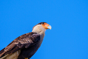 Carcará (Caracara plancus) com um lindo céu azul