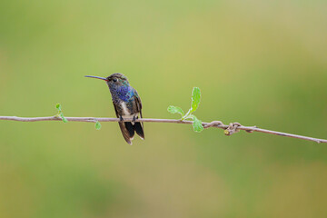 Fototapeta premium Beija flor de peito azul (Chionomesa lactea) em close up sob um lindo fundo verde desfocado
