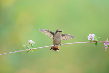 Beija flor vermelho filhote fêmea (Chrysolampis mosquitus) abrindo as asas ao lado de lindas flores delicadas