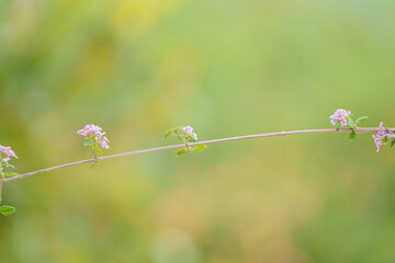 Fundo desfocado amarelado com lindas flores delicadas para plano de fundo