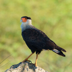 Carcará (Caracara plancus) com fundo verde desfocado