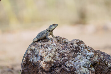 Calango (Tropidurus torquatus) em cima de uma rocha sob um fundo levemente desfocado