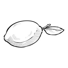 lemon handdrawn illustration