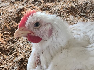 chicken in the farm