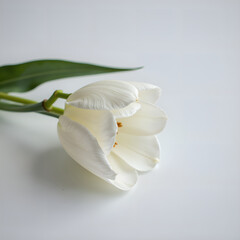 Fototapeta premium Delicate white tulip in gentle light a minimalist floral arrangement for nature lovers, photography of still life concept.