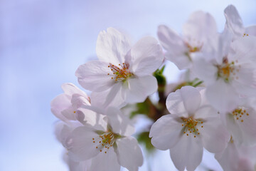 Cherry blossoms shining in the backlight, close-up spring, Tokyo, Japan / 逆光に輝く桜  クローズアップ　春　東京　日本  