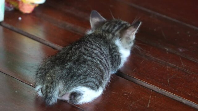 Sleepy kitten splooting on the ground, taking an afternoon nap after playtime, close up shot of a little fur ball.