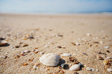 a shell on the sand