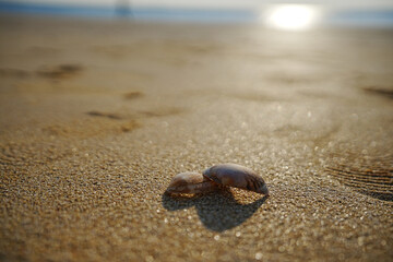 a shell on the sand