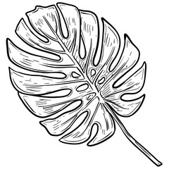 Monstera Leaf Handdrawn Illustration