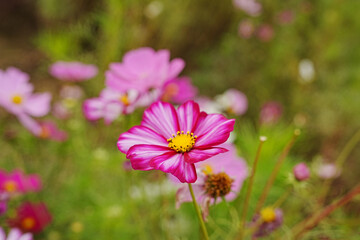 Cosmos Signalling Autumn