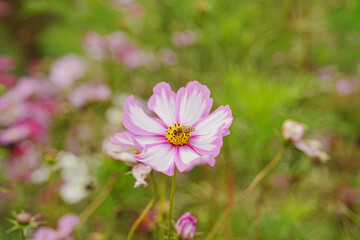 Fototapeta premium Cosmos Signalling Autumn