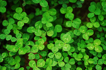 a leaf clover of green leaves