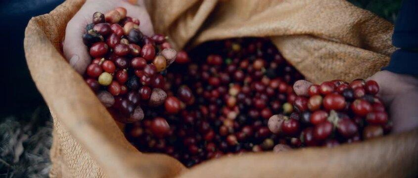 Coffee Farming Production Colombia Organic Beans 