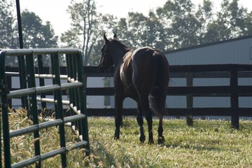 Naklejka premium horse in a field