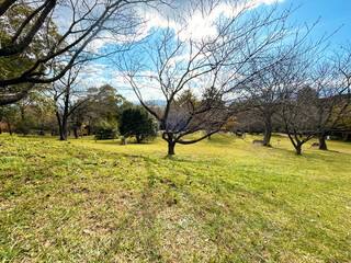 公園の広場にある木々と空模様