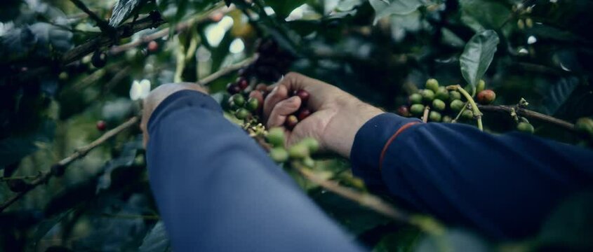 Coffee Farming Production Colombia Organic Beans 