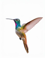 Fototapeta premium Vibrant hummingbird in flight, showcasing iridescent plumage against a white backdrop.
