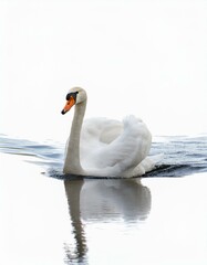 Fototapeta premium Graceful swan gliding on calm water, a serene winter scene.