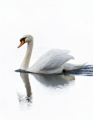 Fototapeta premium Serene swan glides on calm water, its reflection mirroring the peaceful scene.