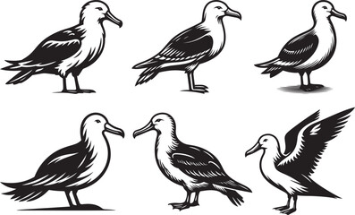 Albatross set silhouette vector illustration, Albatross vector design