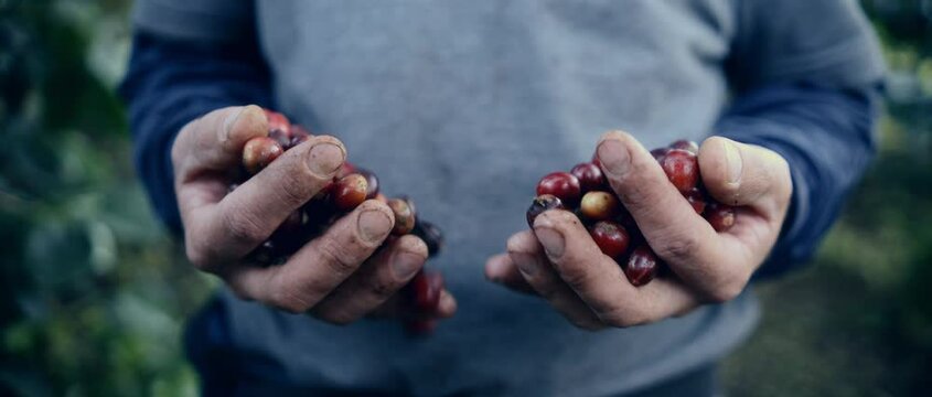 Coffee Farming Production Colombia Organic Beans 