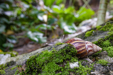 Brown snail crawls on the mossy rocks in a garden