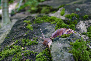 Brown snail crawls on the mossy rocks in a garden