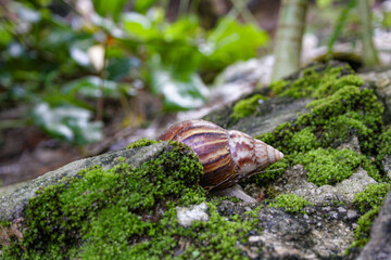 Brown snail crawls on the mossy rocks in a garden