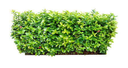 Obraz premium Ixora Red needle flower. (png) Ornamental plants and evergreen shrubs (shrubs) square shape. For making fences and decorating the garden for beauty.