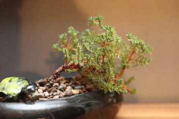 Small pine bonsai tree