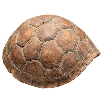 Close-up of aged tortoise shell with textured pattern and transparent background clipart