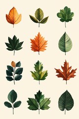 Autumn   Spring Leaves Collection  Botanical Illustrations