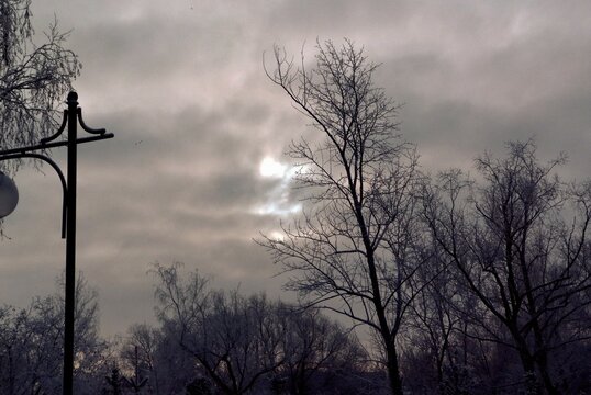 silhouette of a tree