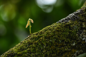 small buds and green moss growing on the cocoa tree